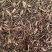 荆芥全荆芥新货颜色好优质除尘产地直销一手货源中药材