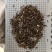 荆芥全荆芥新货颜色好优质除尘产地直销一手货源中药材