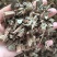泽兰产地山东祥泰药材栈中药材批发零售实物拍摄量多从优