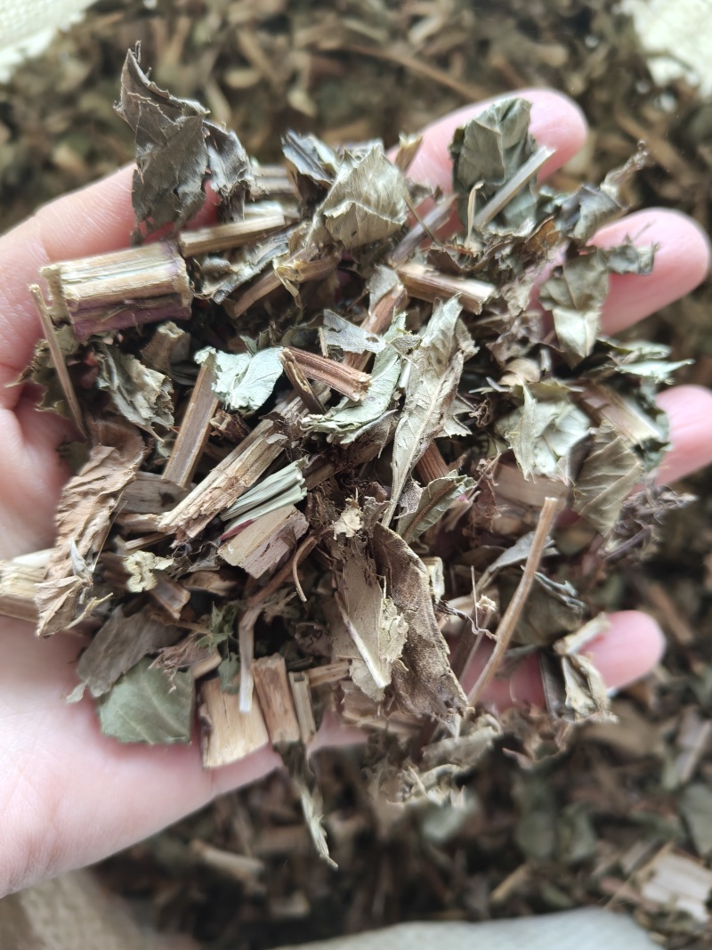 泽兰产地山东祥泰药材栈中药材批发零售实物拍摄量多从优