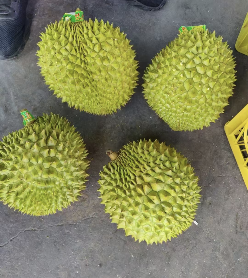 干尧榴莲便宜卖了包开包甜个个圆润饱满欢迎各大批发商来调货