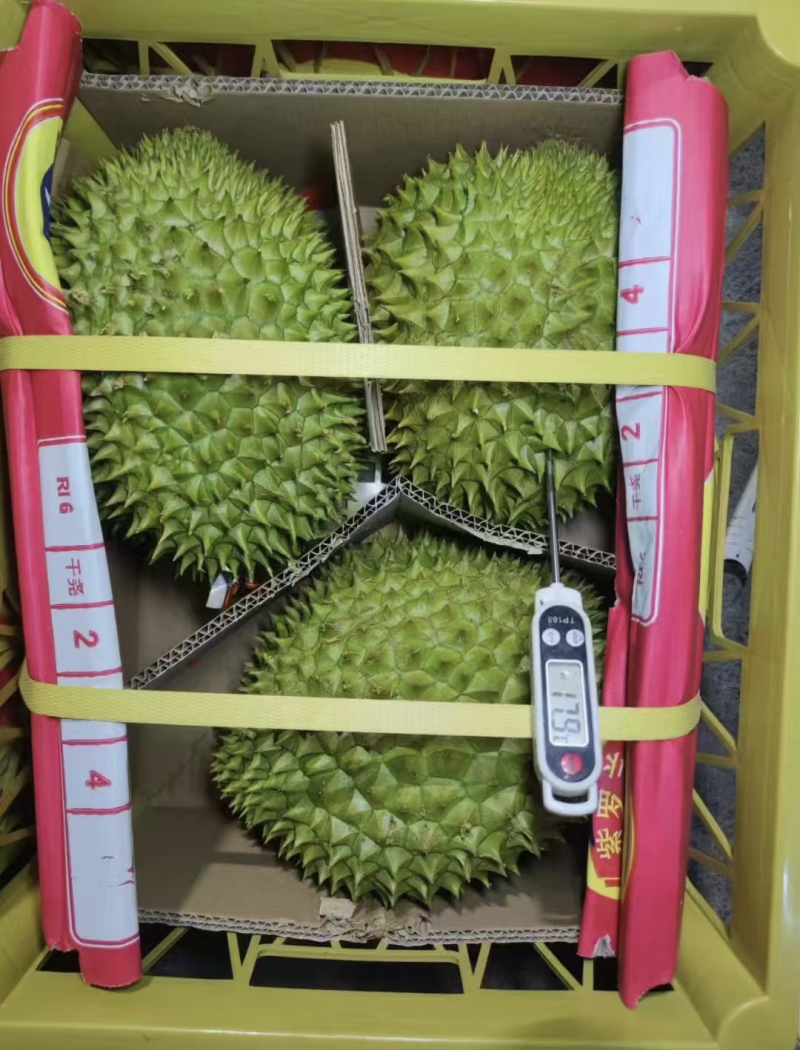 干尧榴莲便宜卖了包开包甜个个圆润饱满欢迎各大批发商来调货