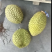 干尧榴莲便宜卖了包开包甜个个圆润饱满欢迎各大批发商来调货