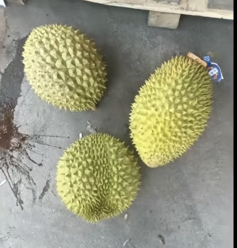 干尧榴莲便宜卖了包开包甜个个圆润饱满欢迎各大批发商来调货