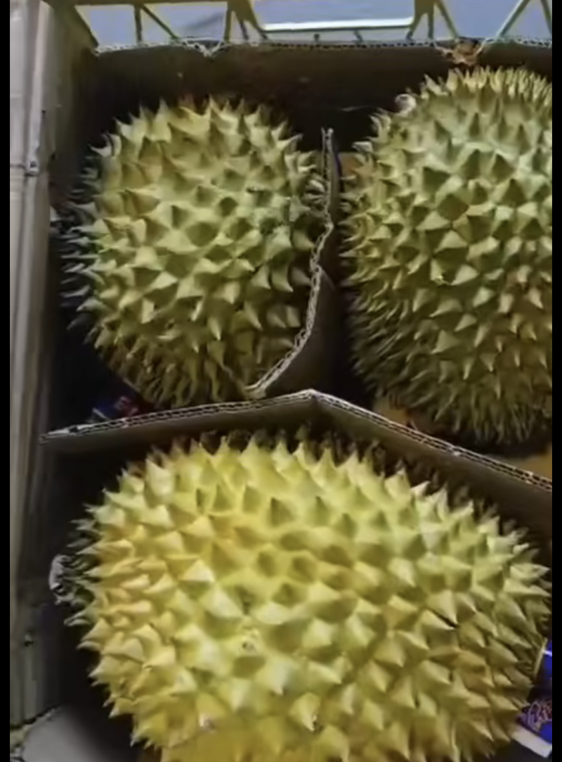 干尧榴莲便宜卖了包开包甜个个圆润饱满欢迎各大批发商来调货