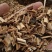 透骨草新透骨草干净无杂质风仙透骨草颜色正大货批发零售包邮