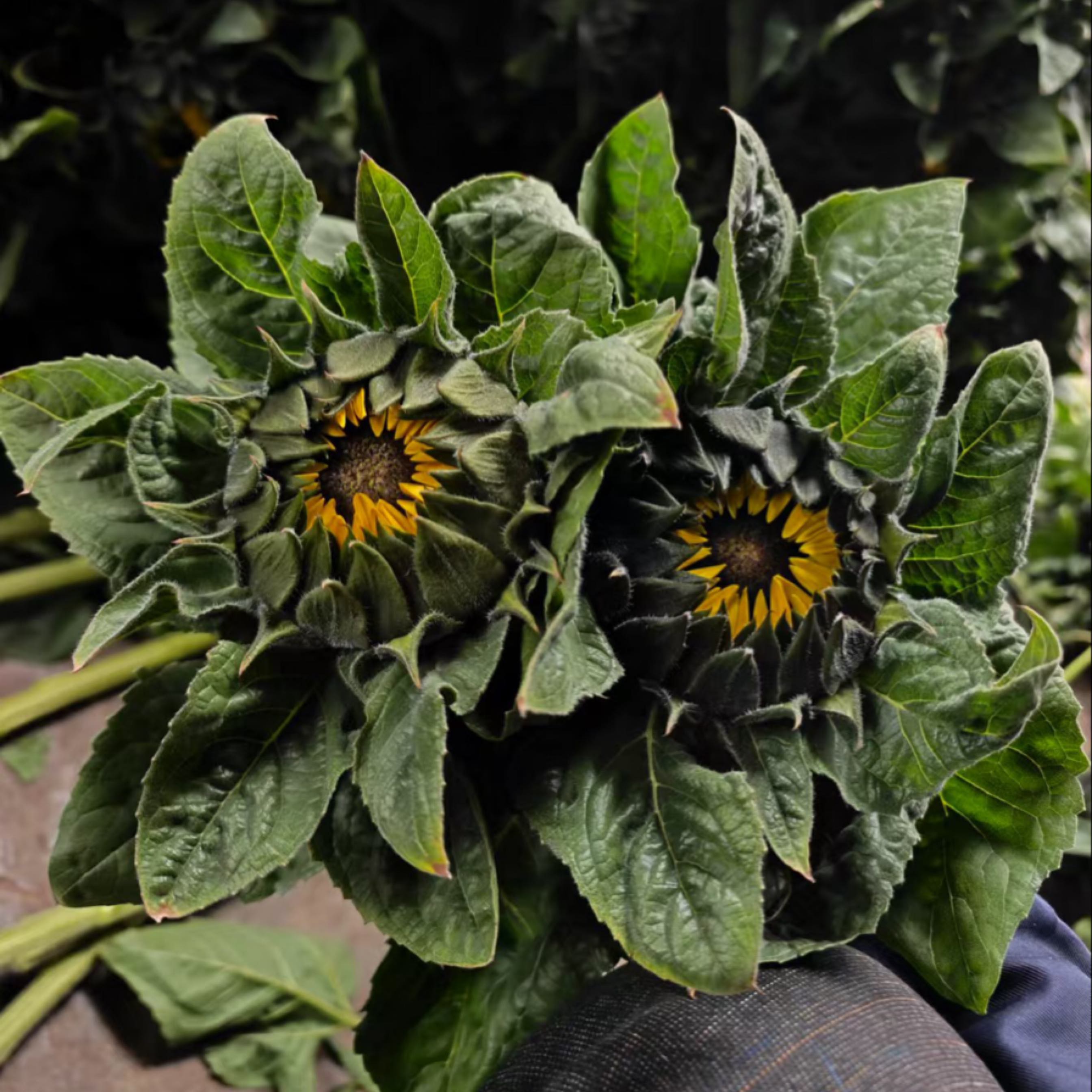 探索向日葵新品种SH363：三瑞农业的金色希望- 一亩田