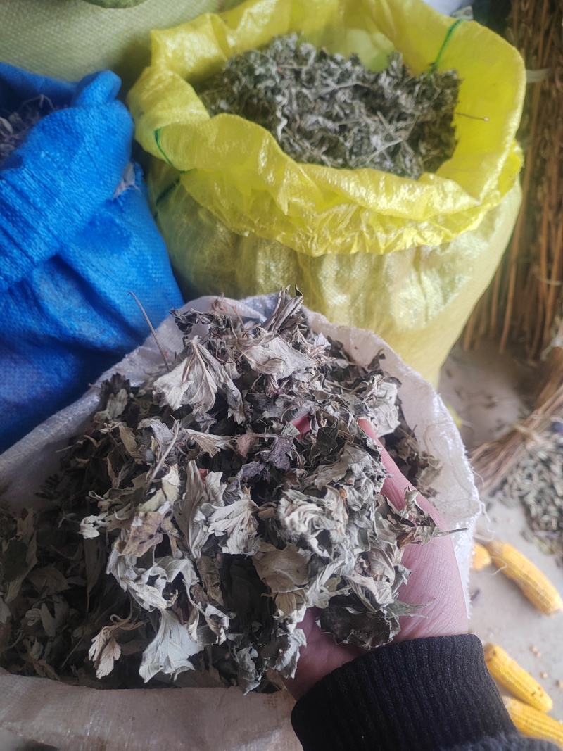 伏牛山大叶艾，可根据需求做规格，采的种子，根苗也有。