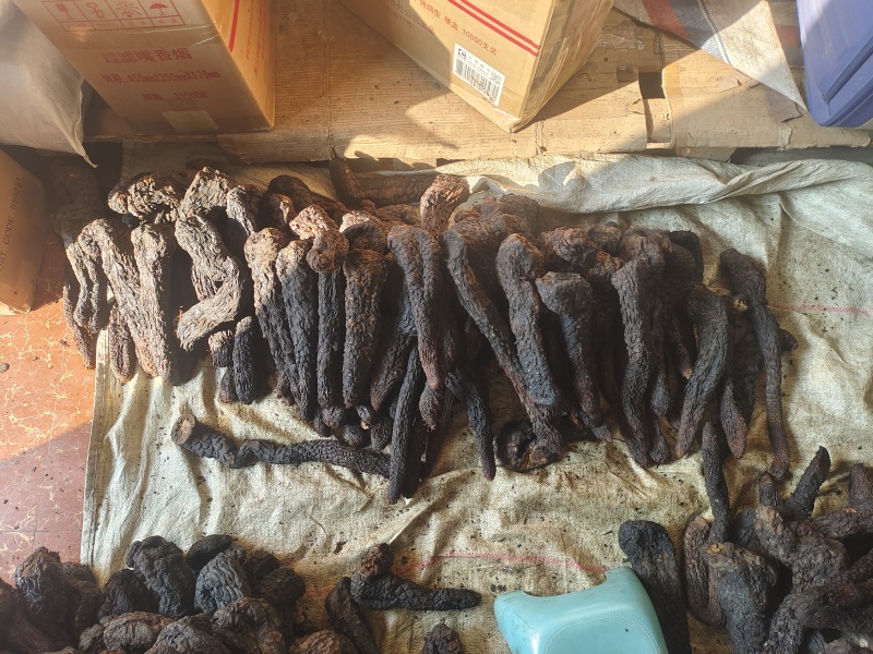 牧民自己的新疆精品肉苁蓉条子什么规格都有有大货