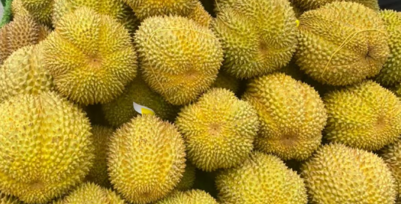 甲仑榴莲果型**好每一个都有五防以上甜度**高