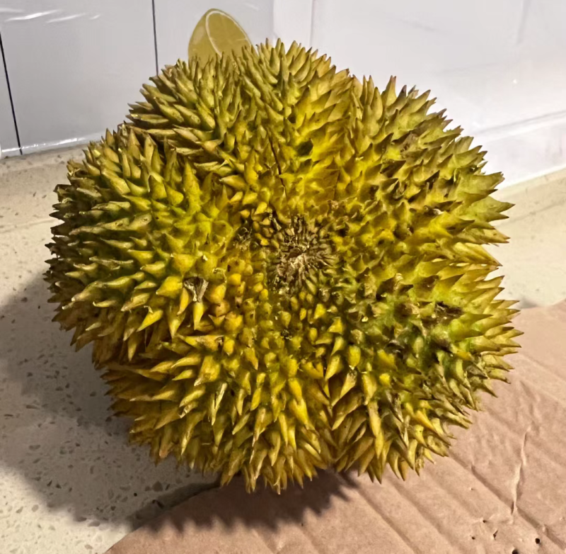 甲仑榴莲果型**好每一个都有五防以上甜度**高