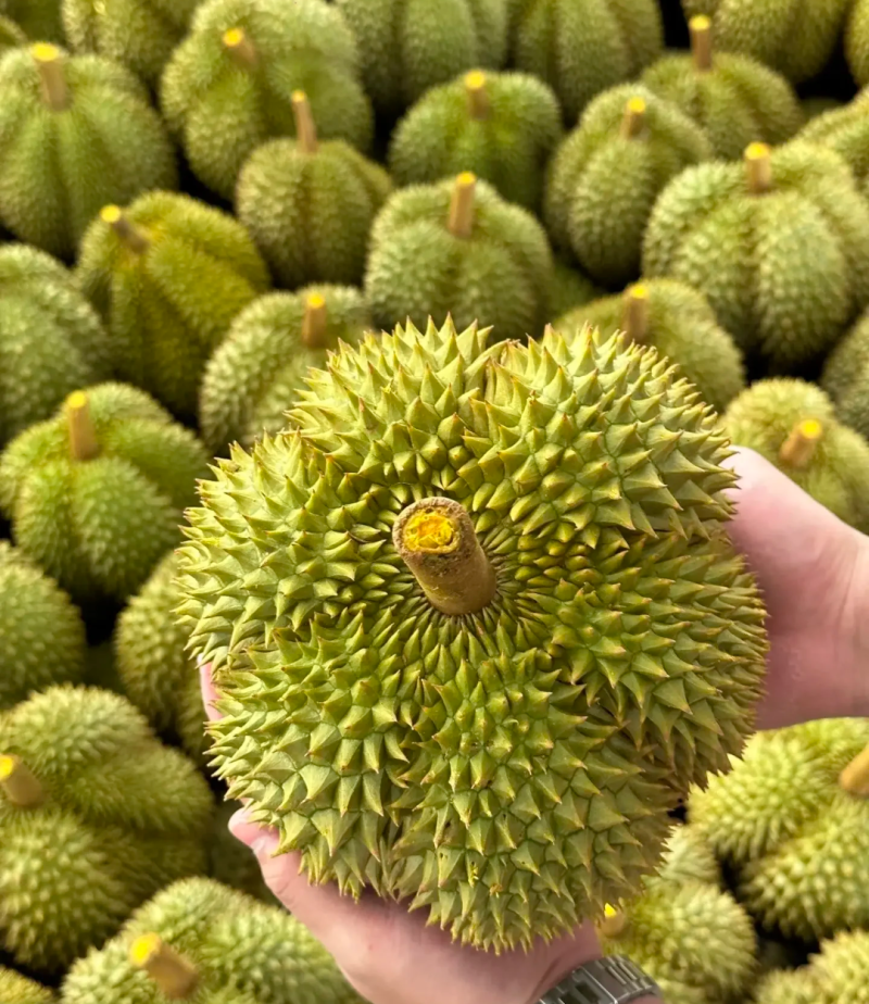 甲仑榴莲果型**好每一个都有五防以上甜度**高