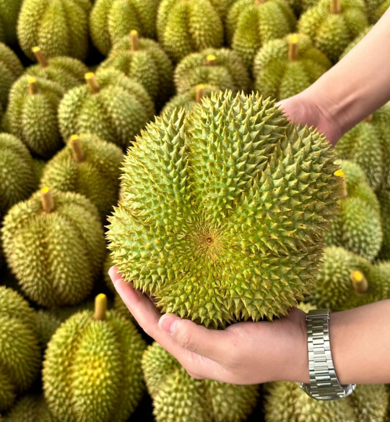 甲仑榴莲果型**好每一个都有五防以上甜度**高