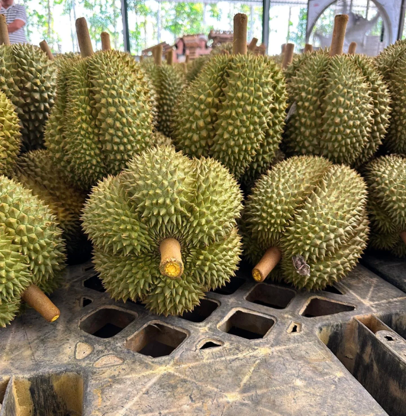 甲仑榴莲果型**好每一个都有五防以上甜度**高