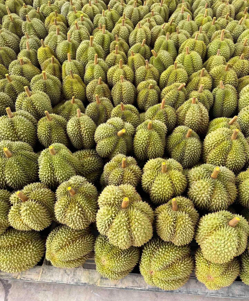 甲仑榴莲果型**好每一个都有五防以上甜度**高
