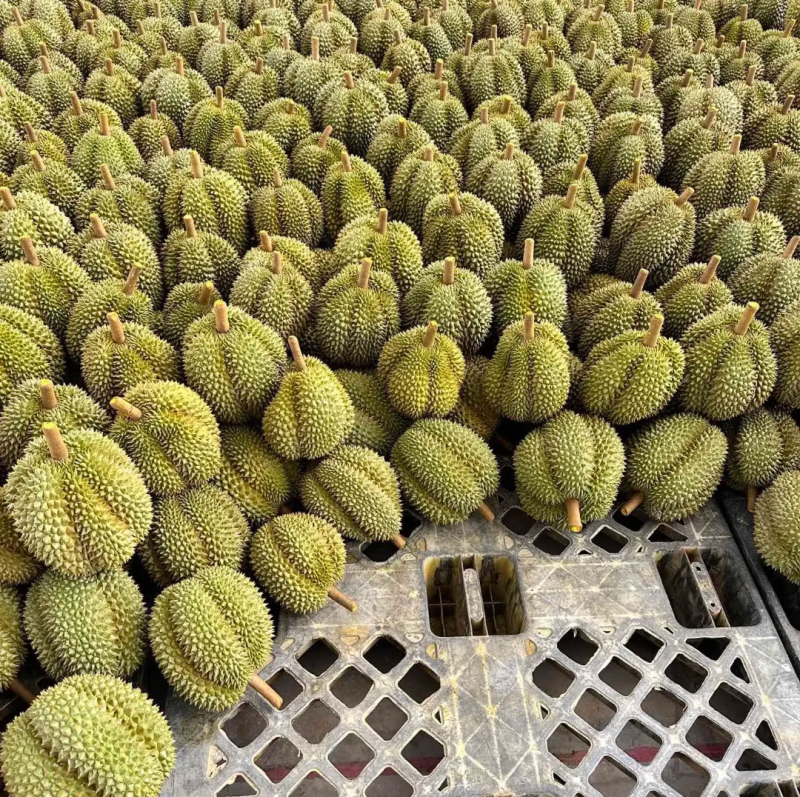 甲仑榴莲果型**好每一个都有五防以上甜度**高