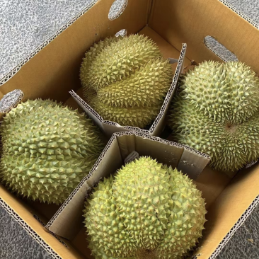 甲仑榴莲果型**好每一个都有五防以上甜度**高