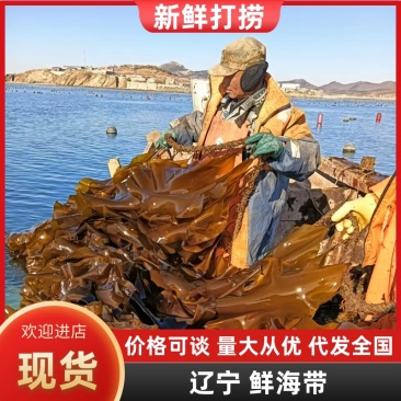鲜海带鲜品菜鲜嫩可口一手货源深海养殖