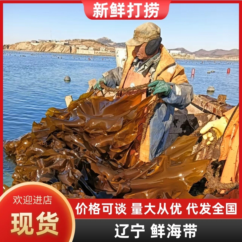 鲜海带鲜品菜鲜嫩可口一手货源深海养殖