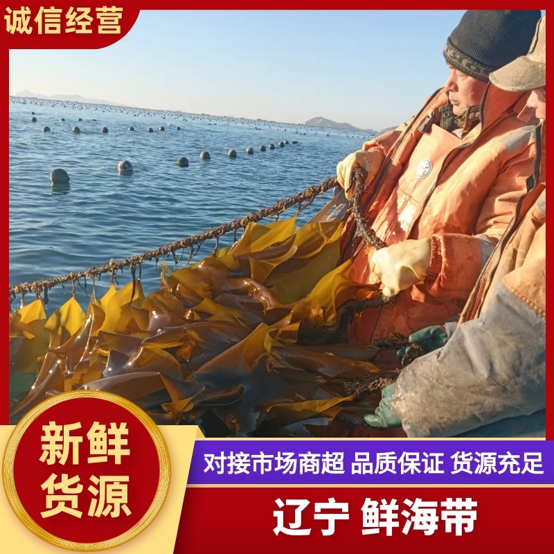 海带鲜海带水菜深海养殖一手货源运费商议