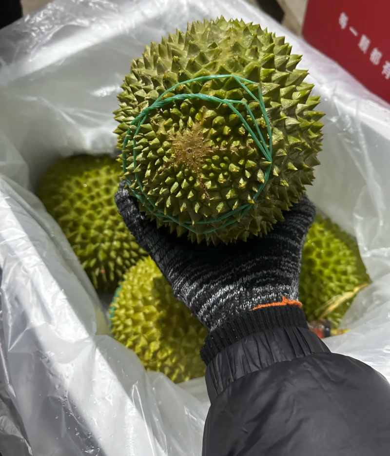 黑刺榴莲果肉金黄金黄每一口都拉丝甜度非常高