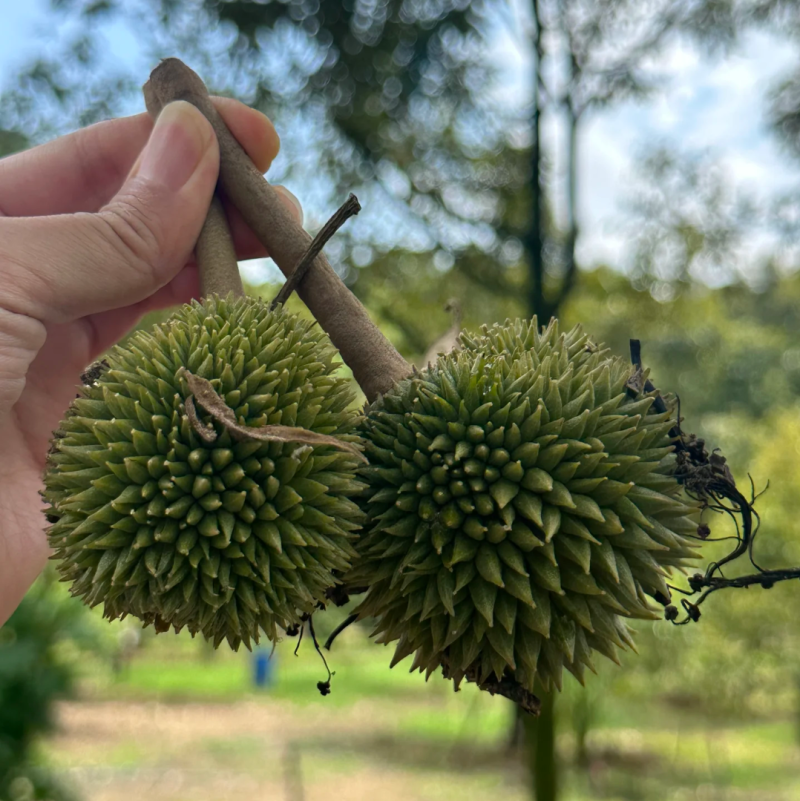 黑刺榴莲果肉金黄金黄每一口都拉丝甜度非常高