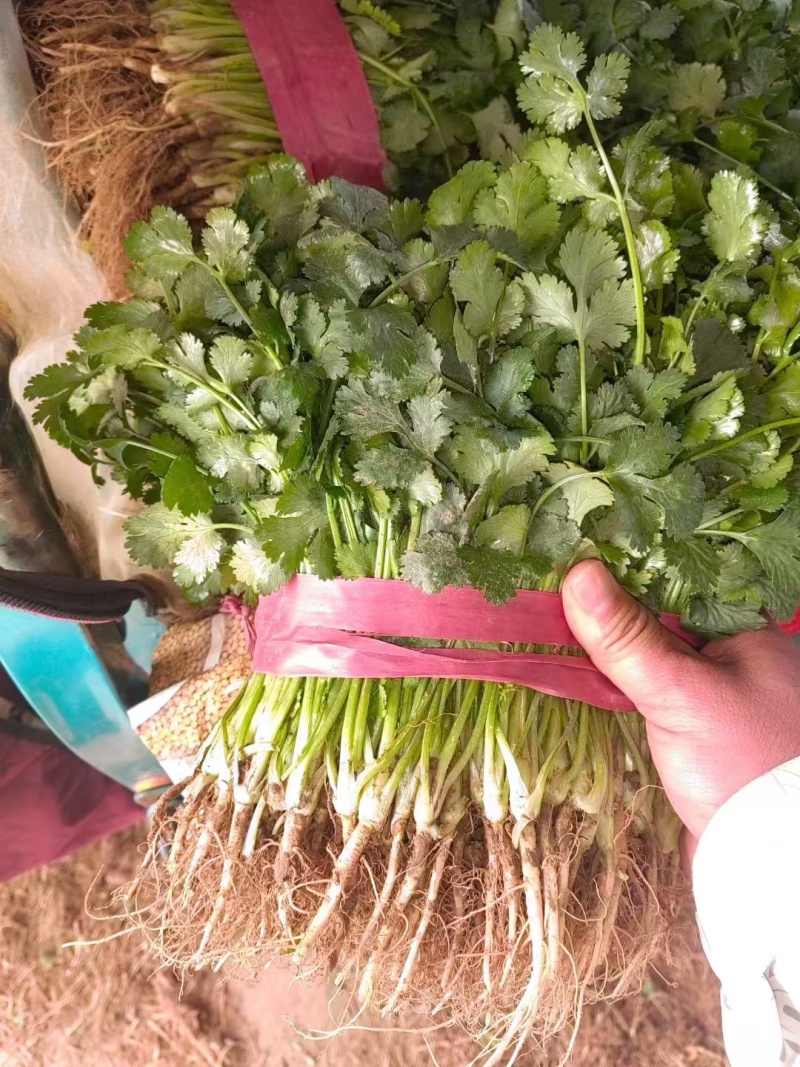 产地香菜，大量有货，支持全国发货，支持各种包装