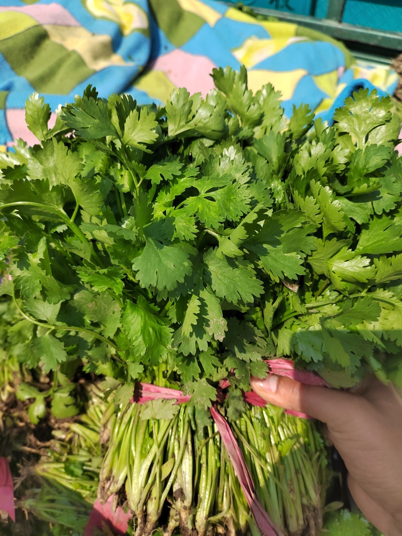 产地香菜，大量有货，支持全国发货，支持各种包装