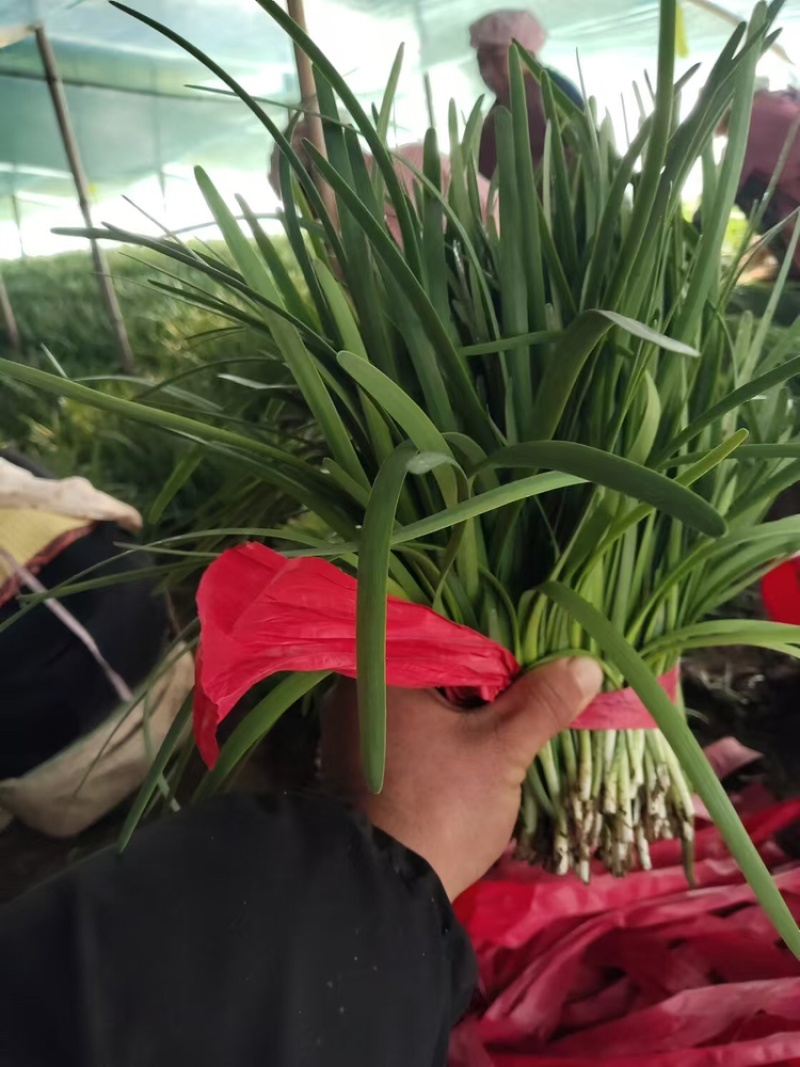 量大从优红白根韭菜货源充足河南产区质量保证