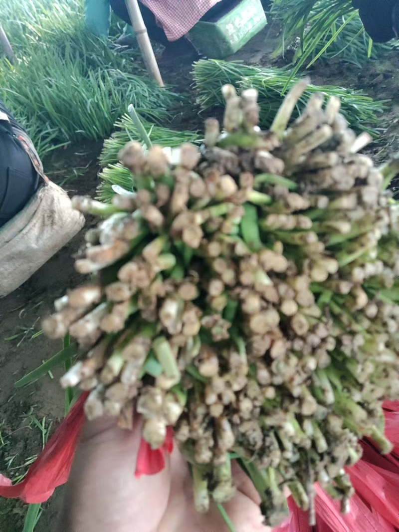 量大从优红白根韭菜货源充足河南产区质量保证