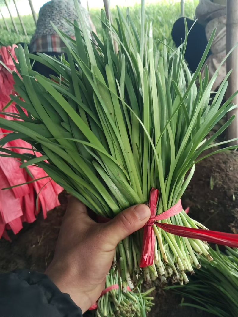 量大从优红白根韭菜货源充足河南产区质量保证