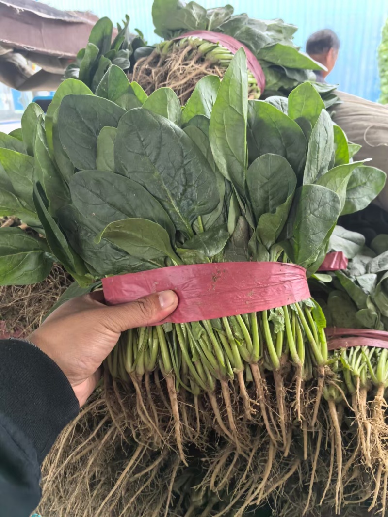 基地菠菜产地直发，支持全国发货，支持各种包装
