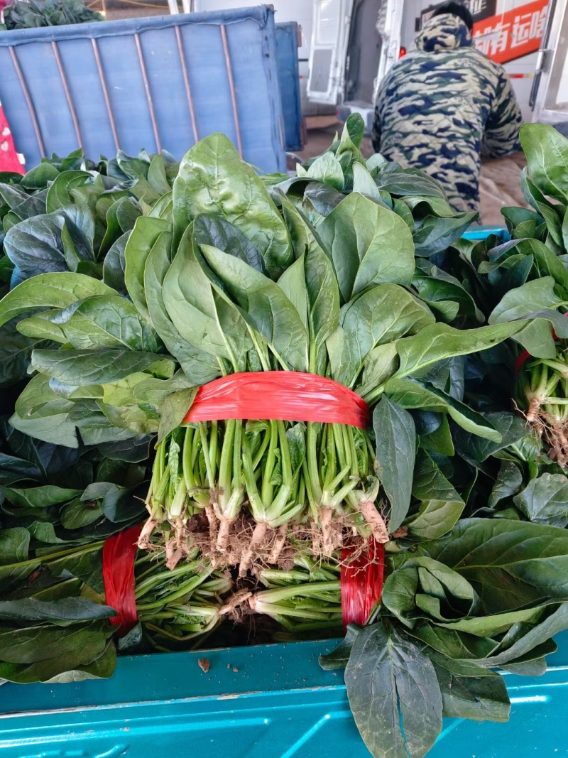 基地菠菜产地直发，支持全国发货，支持各种包装