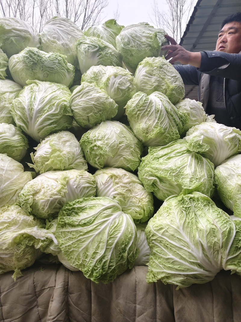 新乡小包，鸡腿白菜，东京868