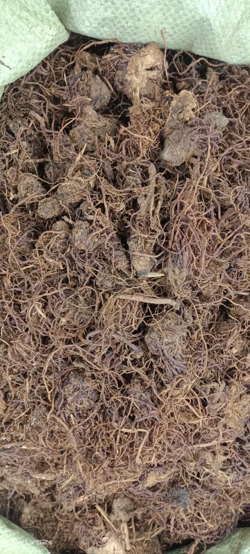 紫菀制紫菀生紫菀量大丛优一斤也批发