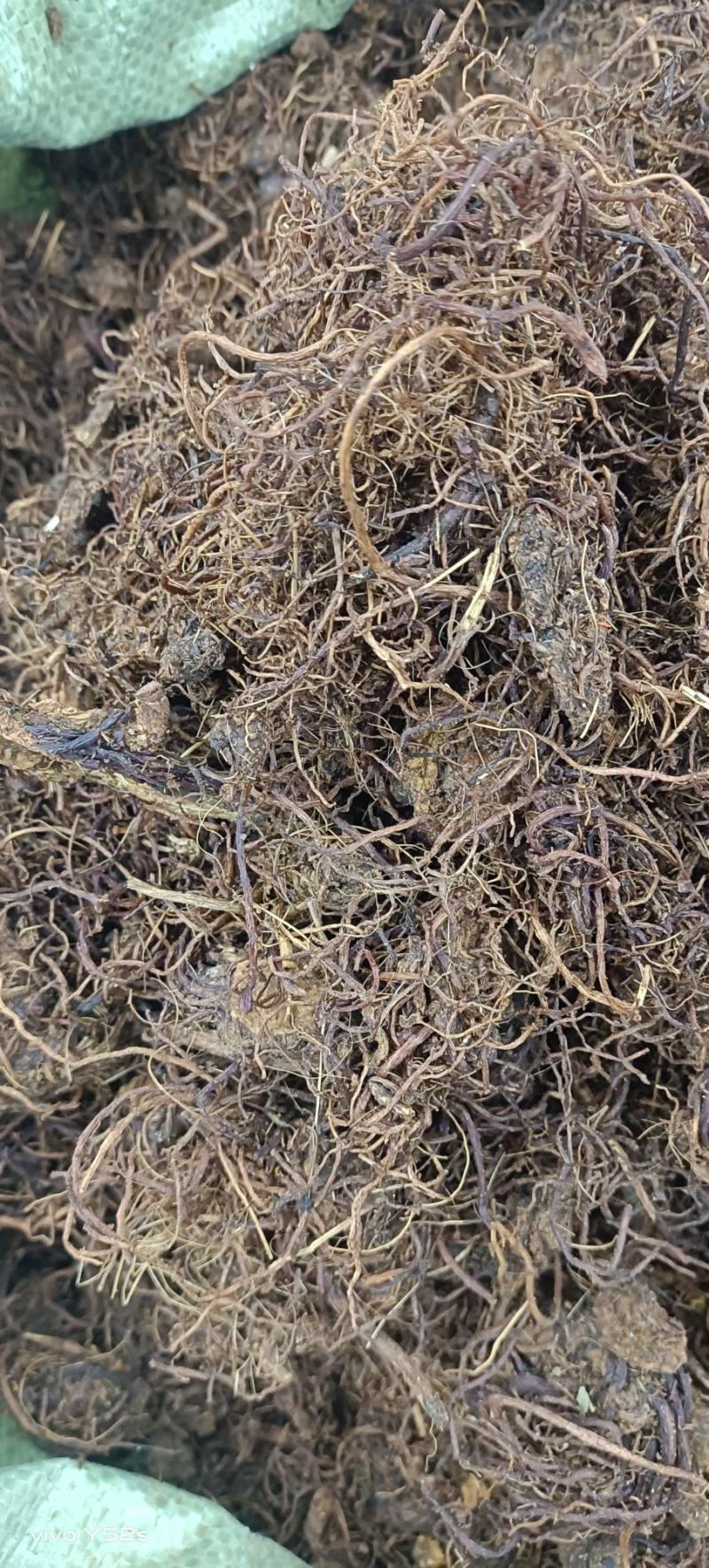 紫菀制紫菀生紫菀量大丛优一斤也批发