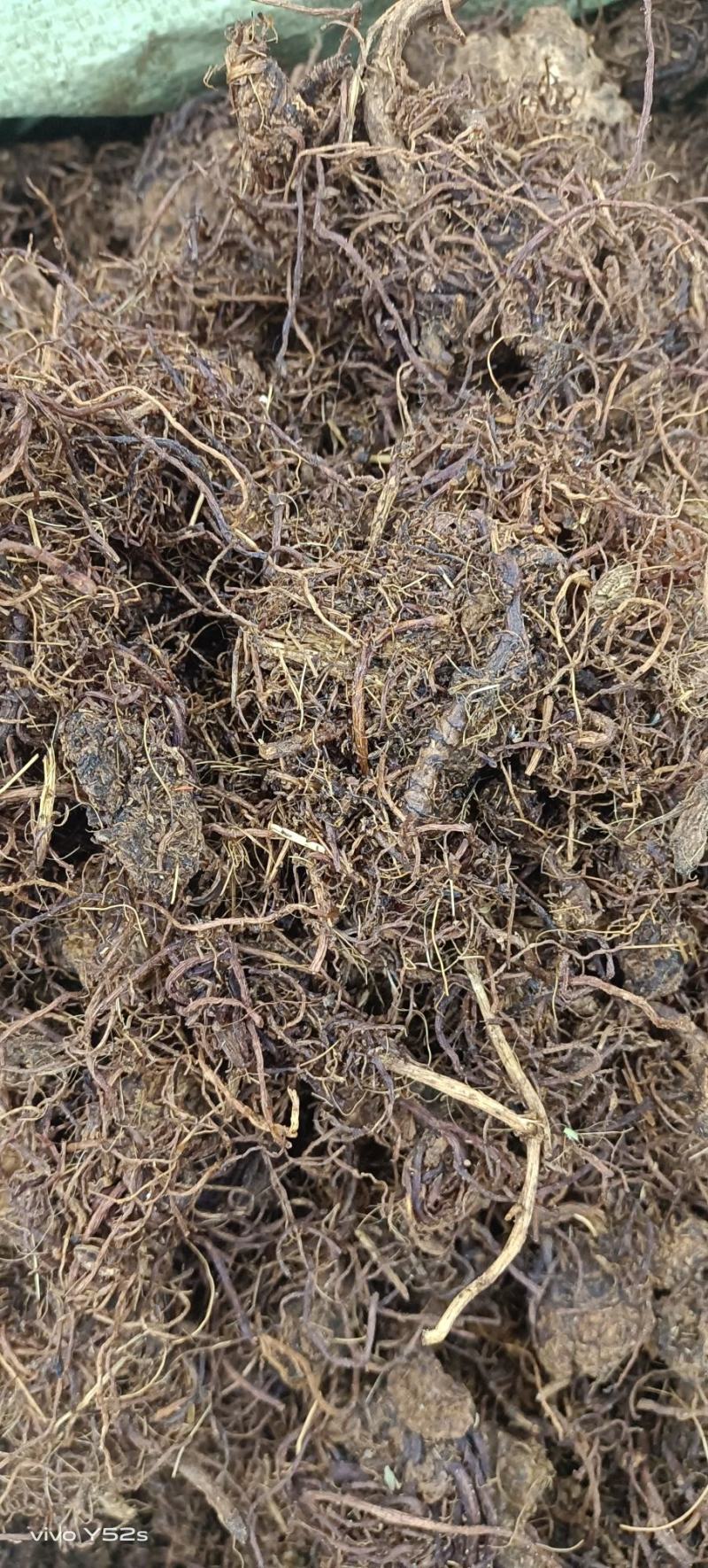紫菀制紫菀生紫菀量大丛优一斤也批发