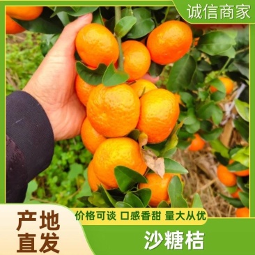 精品沙糖桔产地一手货源对接电商市场超市社区团购