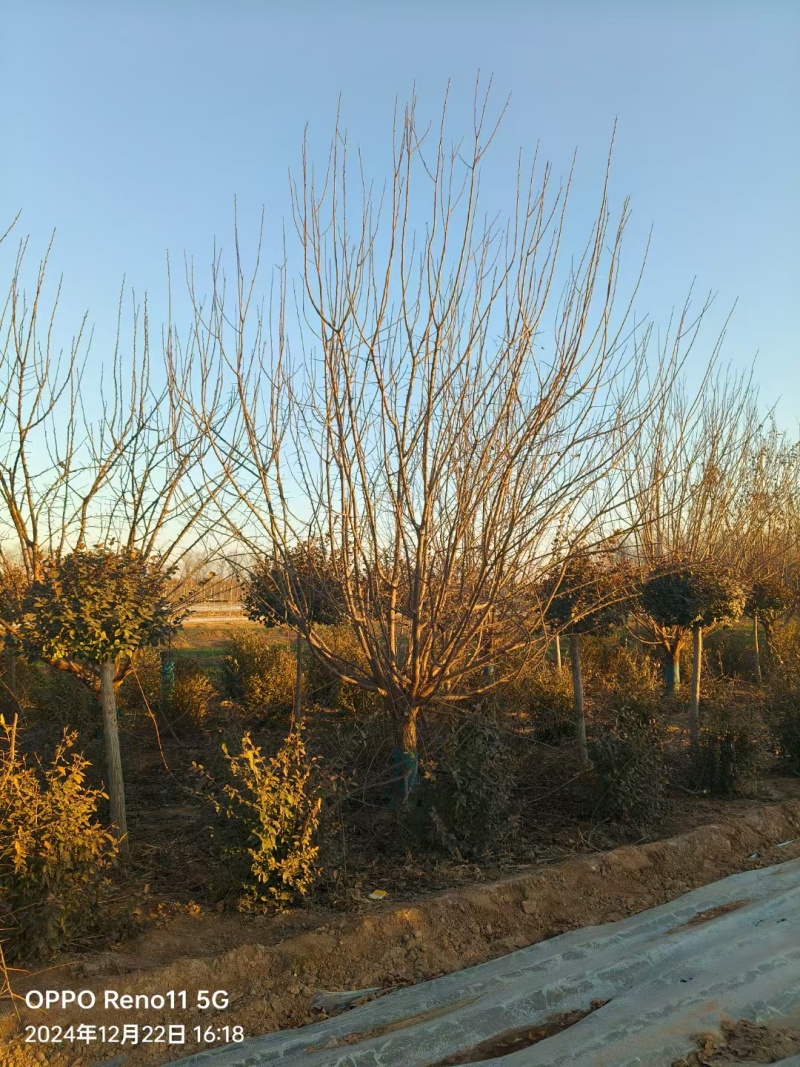 山杏树