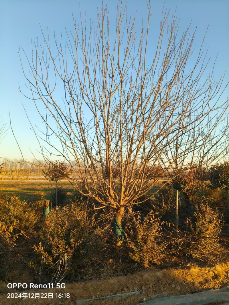 山杏树