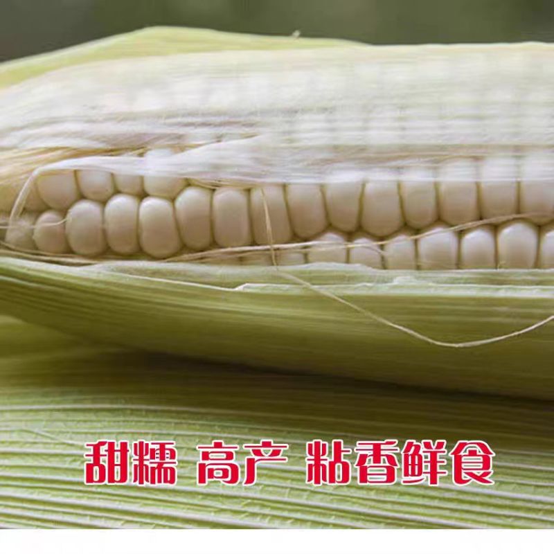 绿领萃甜糯518白甜糯玉米种籽子春秋早熟高产甜玉米种甜
