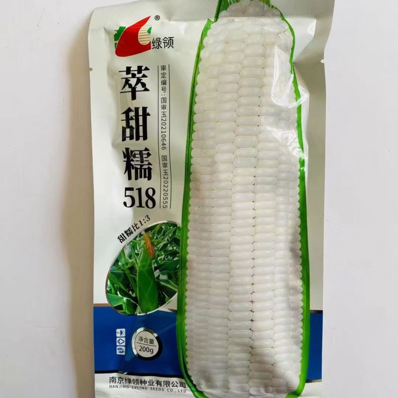 绿领萃甜糯518白甜糯玉米种籽子春秋早熟高产甜玉米种甜