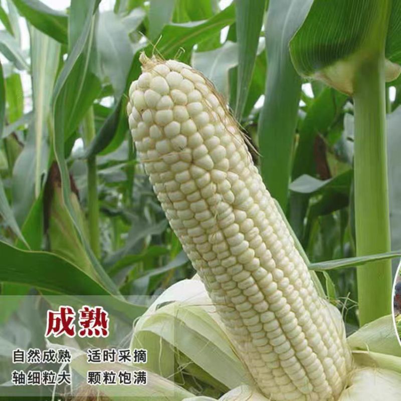 绿领萃甜糯518白甜糯玉米种籽子春秋早熟高产甜玉米种甜