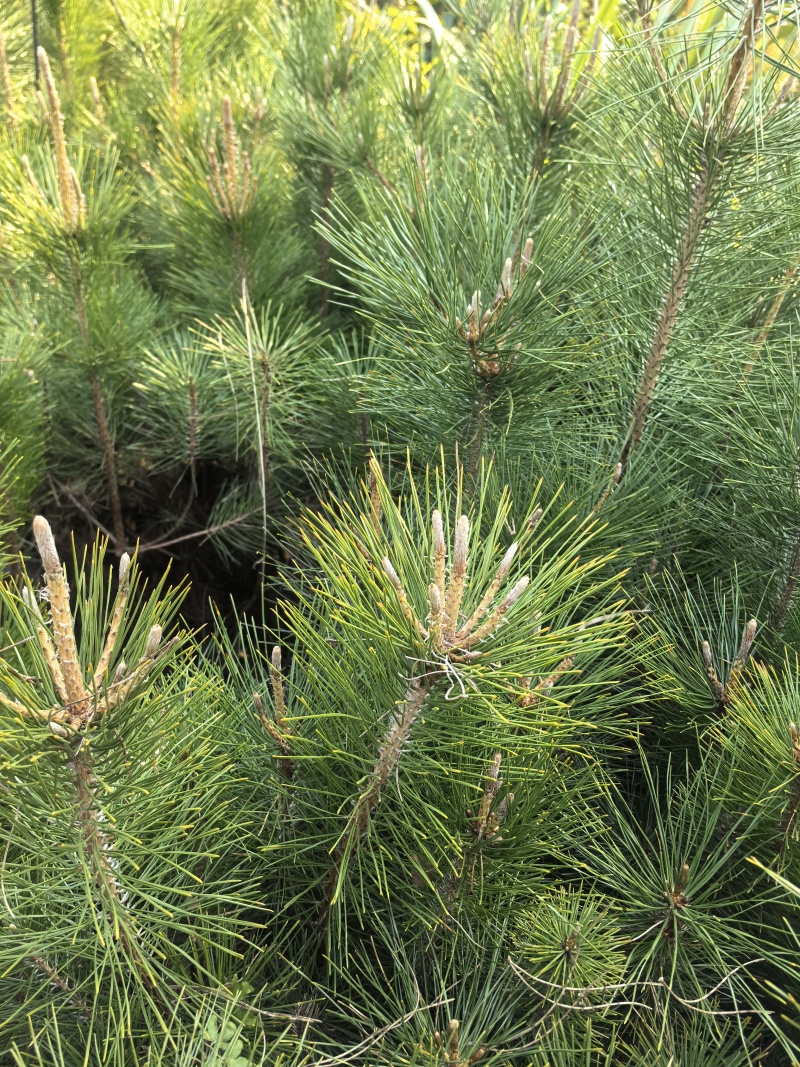 苗圃直供黑松杯苗造型黑松移栽苗根系好易成活适应性强价实惠
