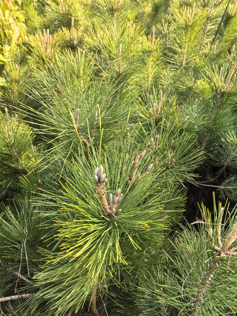 苗圃直供黑松杯苗造型黑松移栽苗根系好易成活适应性强价实惠