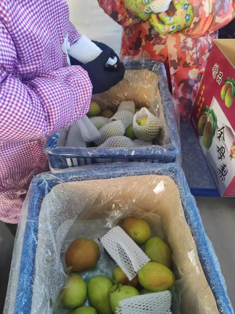 库尔勒香梨礼盒香梨现货供应保质保量产地直供一手货源