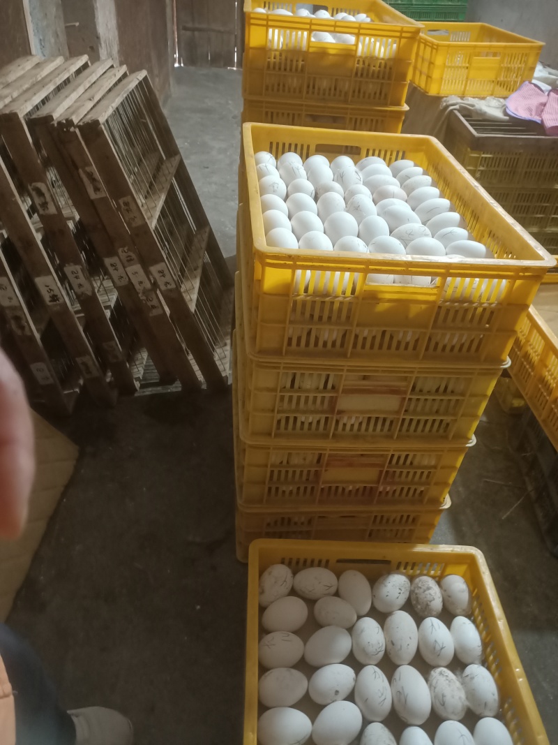 大种黑狮头鹅苗出壳