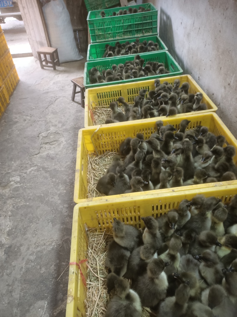 大种黑狮头鹅苗出壳