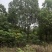 【丛生香樟］40公分成活率高价格低现挖现发基地直发来电