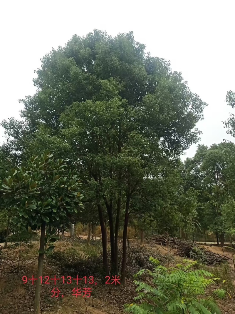 【丛生香樟］40公分成活率高价格低现挖现发基地直发来电